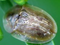 Cassida flaveola