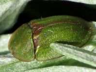 Distel-Schildkäfer, Cassida rubiginosa