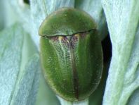 Distel-Schildkäfer, Cassida rubiginosa