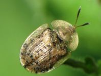 Cassida nebulosa