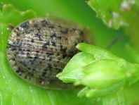 Cassida nebulosa