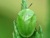 Cassida viridis