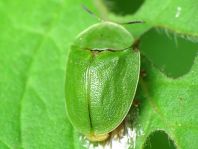 Cassida viridis