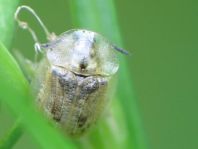 Cassida flaveola