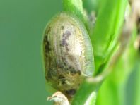 Cassida flaveola