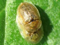 Cassida flaveola