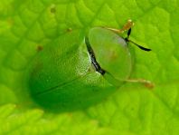 Cassida viridis