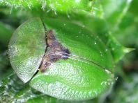 Distel-Schildkäfer, Cassida rubiginosa