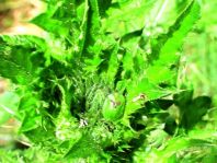 Distel-Schildkäfer, Cassida rubiginosa