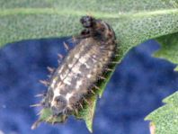 Cassida sp.