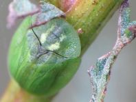 Cassida stigmatica