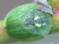Cassida stigmatica