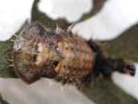 Cassida sp.