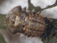 Cassida sp.