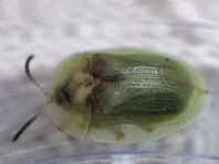 Cassida sp.