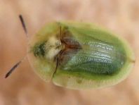 Cassida sp.