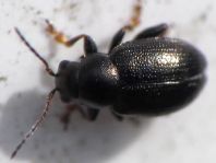 Chaetocnema