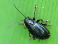 Chaetocnema