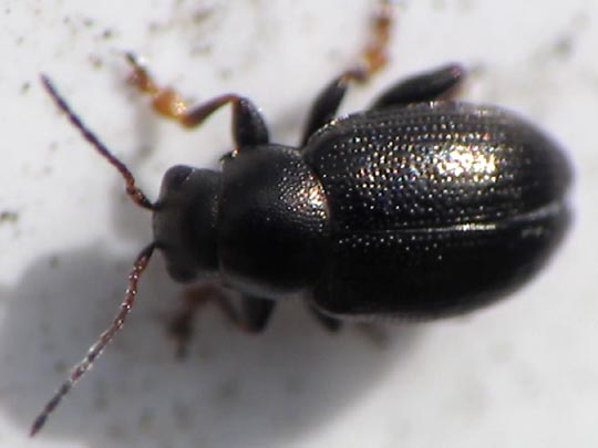 Chaetocnema