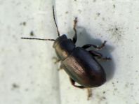 Chaetocnema aridula