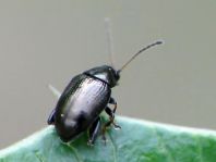 Chaetocnema cf. concinna