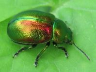 Chrysolina graminis