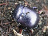 Chrysolina sturmi