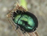 Chrysolina herbacea, Minzeblattkäfer