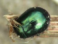 Chrysolina herbacea, Minzeblattkäfer
