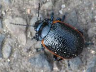 Chrysolina sp.
