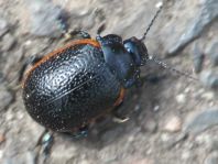 Chrysolina sp.