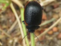 Chrysolina kuesteri