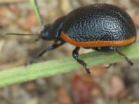 Chrysolina kuesteri
