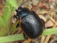 Chrysolina kuesteri