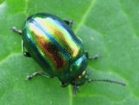Ovaläugiger Blattkäfer, Chrysolina fastuosa