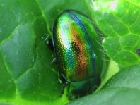 Ovaläugiger Blattkäfer, Chrysolina fastuosa