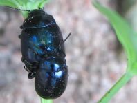 Chrysolina varians, Johanniskraut-Blattkäfer