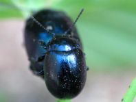 Chrysolina varians, Johanniskraut-Blattkäfer
