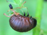 Chrysolina sp.