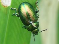 Chrysolina graminis