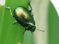 Chrysolina graminis