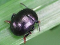 Chrysolina sturmi
