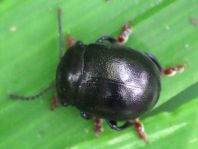 Chrysolina sturmi