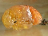 Chrysolina sp.