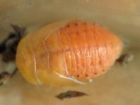 Chrysolina sp.
