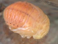 Chrysolina sp.