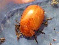 Chrysolina sp.