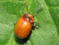 Chrysolina sp.