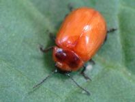 Chrysolina sp.