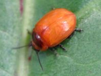Chrysolina sp.